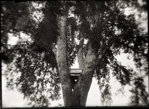 Tree with birdhouse (Greenwich, Mass.)