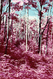 False color IR image of dead and live sugar maples (Acer saccharum) on transverse ridge following saddle-prominent caterpillar defoliation. False Color Infrared/True Color Project.