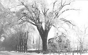 Historic elm, Hale Street, Beverly, Mass.