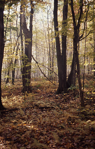 Red maple in old pasture on the south side of Lower Loop Trail