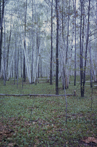 Old field invasion by gray birch (Betula populifolia), paper birch (Betula papyrifera), and red maple (Acer rubrum) in Adam Haynes Farm (Harriet Prindle owner) fields along Upper Loop Trail.