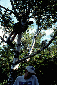Ben Montgomery (Class of 1998) climbs paper birch tree above Tim Billo (Class of 1996) below on Taconic Crest Trail.