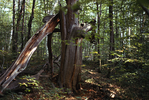 Standing dead American chestnut (Castanea dentata) in the northwest corner of the Moon Lot / Primmer Farm.