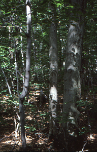 U.S. Dept. Interior Acid Rain, Acid Soils Study. American beech site, mature forest trees.