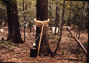 Stemflow collar in International Biological Programme (IBP) Plot - U.S. Forest Service Farm Forestry Unit A South. Throughfall and leaf-litter collectors in middle distance.