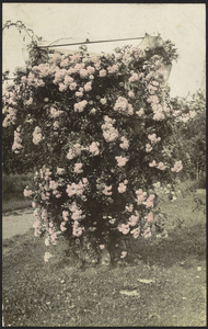 Lilac bush
