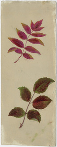 Orra White Hitchcock painting of two unidentified sprigs