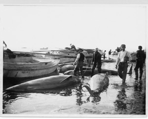 Fishermen hauling in blackfish, location unknown, ca. 1900