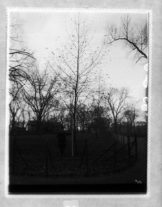 Tree #25 in Deer Park near corner of Boylston and Tremont Sts., Boston Common, Boston, Mass., November 19, 1894