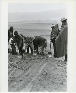 Gang of laborers digging in a road bed with shovels