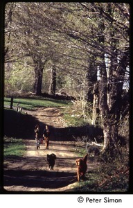 Dogs and woman walking down a dirt road, Tree Frog Farm commune
