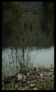 Small plant at water's edge (hardhack?)