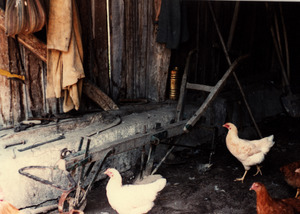 Chickens in shed