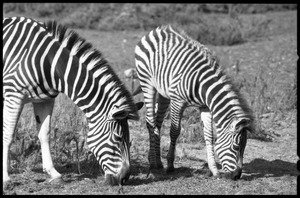 Three-month old zebra and mother grazing at the Roger Williams Park Zoo