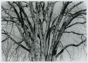 Elm tree on East Amherst Common