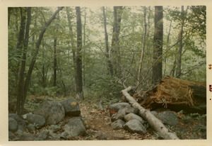 Scenery along the Massapoag Trail