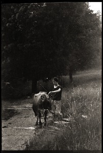 Susan Mareneck leading the cow outside the barn, Montague Farm commune