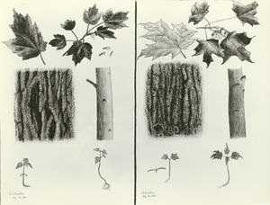 Maple tree specimens by Stephen L. Hamilton