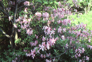 Early pink azalea (Rhododendron prinophyllum) in full flower on the Taconic Crest Trail.