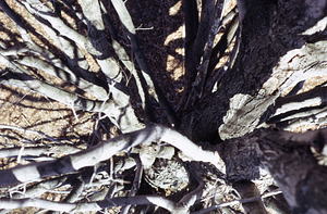 View downward from near the top of the large sugar maple (Acer saccharum) tree at the eastern entrance of Moon Lot.