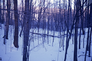 HMF Phenology #02 - 8 January 1972