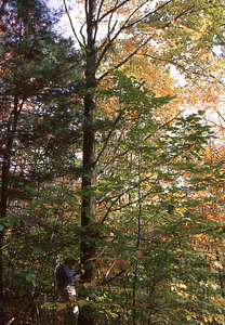 William T. Fox in Permanent Plot 1032 establishing X- Y-coordinates of canopy trees. Ground truthing aerial photographs project - Plot 1032.