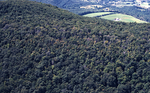 Aerial color image of Taconic Crest Trail at Cruise Line 00 at VT State Line. False Color Infrared/True Color Project.