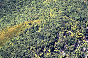 Aerial color image of east side of Taconic Crest at permanent plot 1205. False Color Infrared/True Color Project.