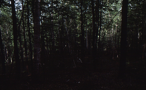 Paper birch regeneration study - Birch Strips. Isolation Strip 3.5 with mature paper birch.