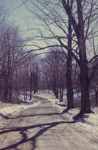 Near bottom of Northwest Hill showing Northwest Hill Road sugar maple (Acer saccharum) hedgerow in winter.