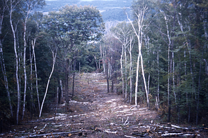 White Birch Study Area. 1-Chain-wide strip - Replicate 2. --After Clear Cutting. Brush cleared but No Scarification yet. Fall - 1954.