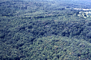 Aerial color image of face of Northwest Hill at south end of Beinecke Stand. False Color Infrared/True Color Project.