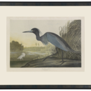 Blue Crane, or, Heron