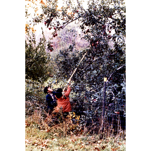 Children picking apples on a Chinese Progressive Association trip