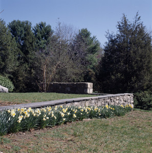 Stone wall in spring, Gropius House, Lincoln, Mass.