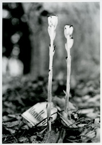 Indian pipe and Marlboro pack