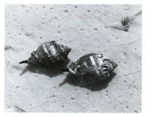 Two large snails