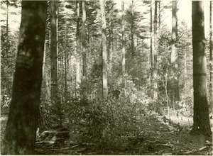 Forestry and Wildlife Management - Mt. Toby Forest