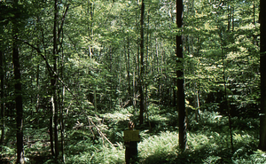 Birch Strips - White Birch Regeneration Study - White Birch Study Area. Strip Treatment Plot 3B. Landscape orientation.