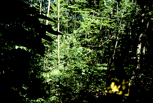 Birch Strips - White Birch Regeneration Study - White Birch Study Area. Strip Treatment Plot 1D. Landscape orientation.
