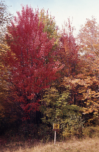 Red maple (Acer rubrum) at intersection of Lower Loop and Upper Loop Trail in mid-October.