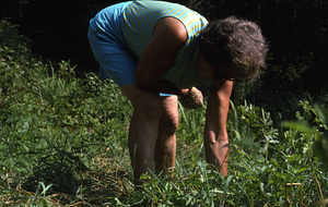 Fran Immerman working on Buxton Garden restoration project.