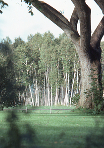 Large American elm and hybrid poplar plantation beyond in the east yard of the Manager's residence on Bulkley St.