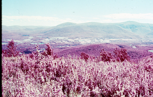 False color IR image of Mt. Greylock massif from Taconic Ridge north of Petersburg Pass. False Color Infrared/True Color Project.
