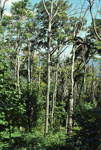 Color image of dead and live sugar maples (Acer saccharum), striped maple (Acer pensylvanicum) and red oak (Quercus rubra) east of Jim Smith Hill following saddle-prominent caterpillar defoliation. False Color Infrared/True Color Project.