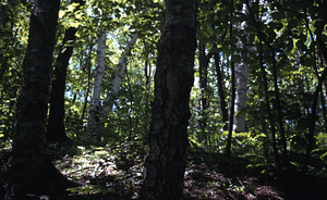 Massachusetts - New York state line boundary with yellow birch (Betula alleghaniensis) and black birch (Betula lenta) tree trunks growing over wire fence along the hedgerow.