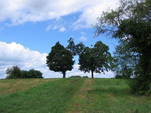 Twin trees on Mount Pollux