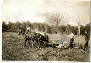 Clearing boulders off a field, Ware, Massachusetts