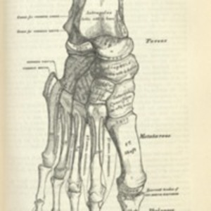 Anatomy : descriptive and surgical