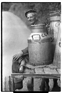 Old farmer bringing home milk cans on horse and cart, Pilltown Co. Tipperary